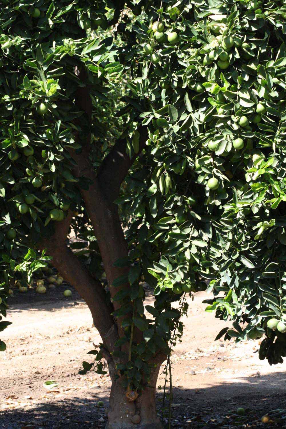            Habit (Riverside, CA)   